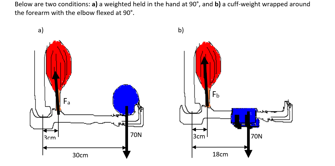 Below are two conditions: a) a weighted held in the hand at 90°, and b) a cuff-weight wrapped around
the forearm with the elbow flexed at 90°.
3cm
Fa
30cm
70N
b)
3cm
Fb
18cm
70N