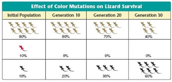 Effect of Color Mutations on Lizard Survival
Initial Population
Generation 10
Generation 20
Generation 30
****
80%
80%
70%
40%
10%
0%
0%
0%
10%
20%
30%
60%
