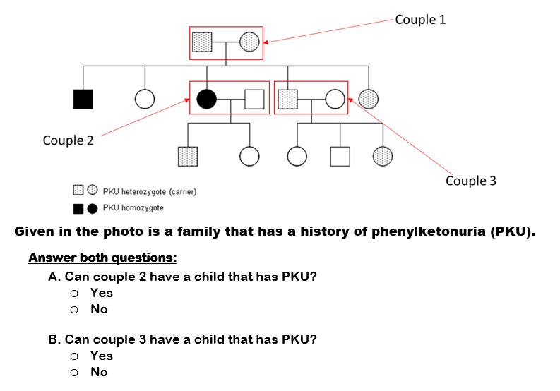 Couple 2
PKU heterozygote (carrier)
PKU homozygote
-Couple 1
B. Can couple 3 have a child that has PKU?
o Yes
Ο Νο
Couple 3
Given in the photo is a family that has a history of phenylketonuria (PKU).
Answer both questions:
A. Can couple 2 have a child that has PKU?
o Yes
Ο Νο
