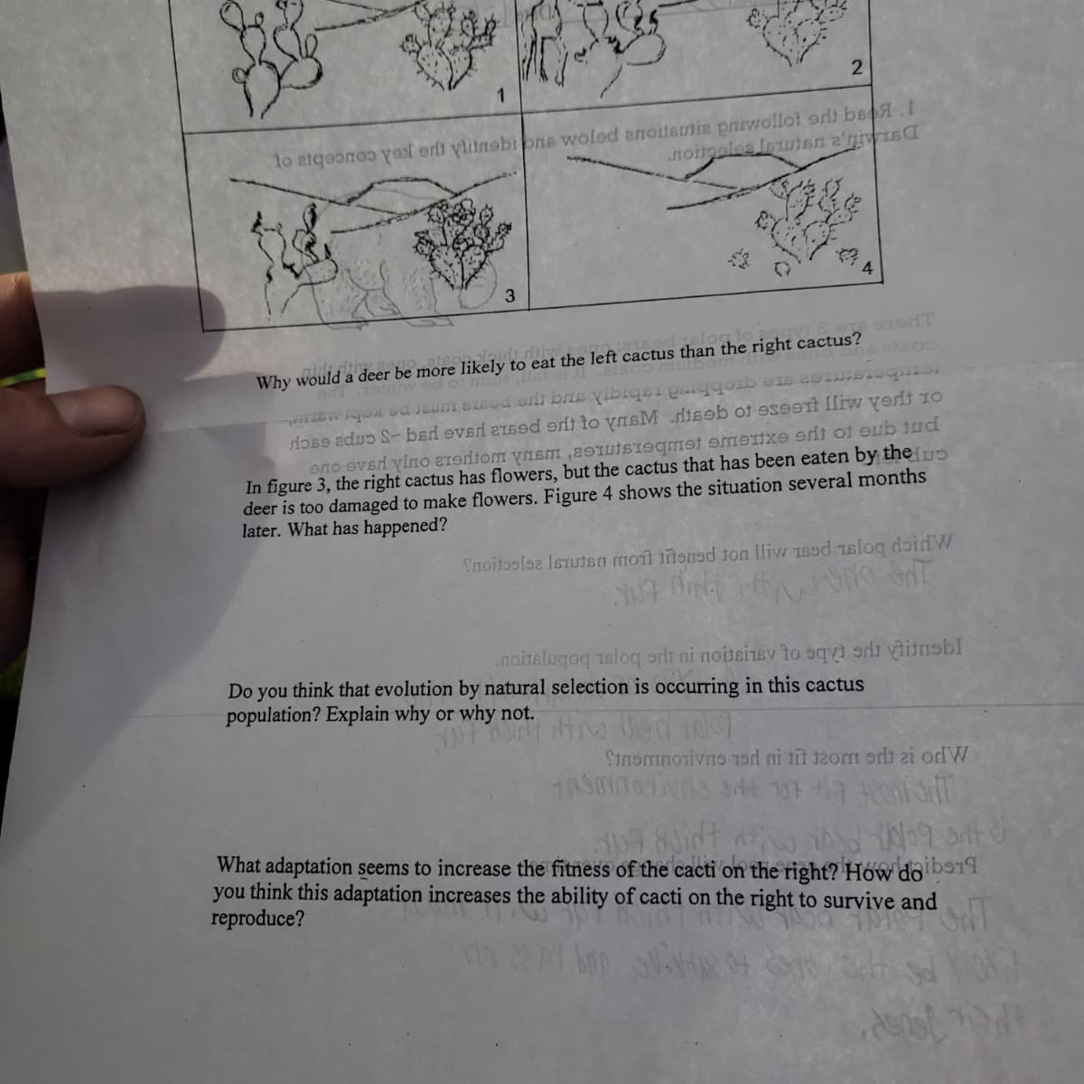 1.
to atqeono yel er ylitnobions wolod anoitsutie paiwollot orlt beoA.I
noitnales Ietnen a'niwisC
3
Why would a deer be more likely to eat the left cactus than the right cactus?
alniw ed of noc
rHose aduo S- bad eved 21sed erit to yasM diseb ot ss9eTt Iliw yerit 1o
In figure 3, the right cactus has flowers, but the cactus that has been eaten by thep
deer is too damaged to make flowers. Figure 4 shows the situation several months
later. What has happened?
fnoitosloa IsTuten moit tilonod ton Iliw 189d sloq doidW
.noitelugoq sloq art ni noitsinev to sqvi sd vinsbl
Do you think that evolution by natural selection is occurring in this cactus
population? Explain why or why not.
What adaptation seems to increase the fitness of the cacti on the right? How do bo19
you think this adaptation increases the ability of cacti on the right to survive and
reproduce?
