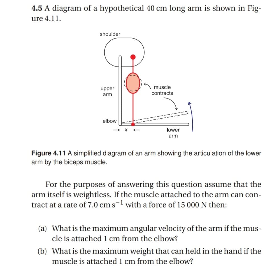 4.5 A diagram of a hypothetical 40 cm long arm is shown in Fig-
ure 4.11.
shoulder
muscle
upper
arm
contracts
elbow
lower
arm
Figure 4.11 A simplified diagram of an arm showing the articulation of the lower
arm by the biceps muscle.
For the purposes of answering this question assume that the
arm itself is weightless. If the muscle attached to the arm can con-
tract at a rate of 7.0 cm s-1 with a force of 15 000 N then:
(a) What is the maximum angular velocity of the arm if the mus-
cle is attached 1 cm from the elbow?
(b) What is the maximum weight that can held in the hand if the
muscle is attached 1 cm from the elbow?
