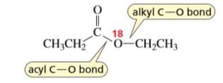 alkyl C-O bond
||
CH3CH
C 18
о-CН-CH3
acyl C-O bond
