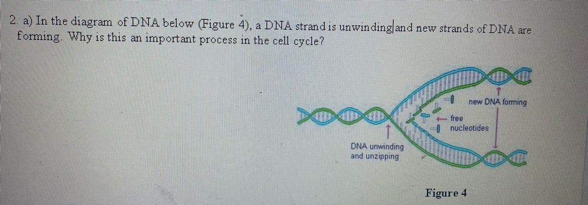 2. a) In the diagram of DNA below (Figure 4), a DNA strandis unwinding and new strands of DNA are
forming. Why is this an important process in the cell cycle?
18
new DNA forming
free
0nucleotides
DNA umwinding
and unzipping
Figure 4
