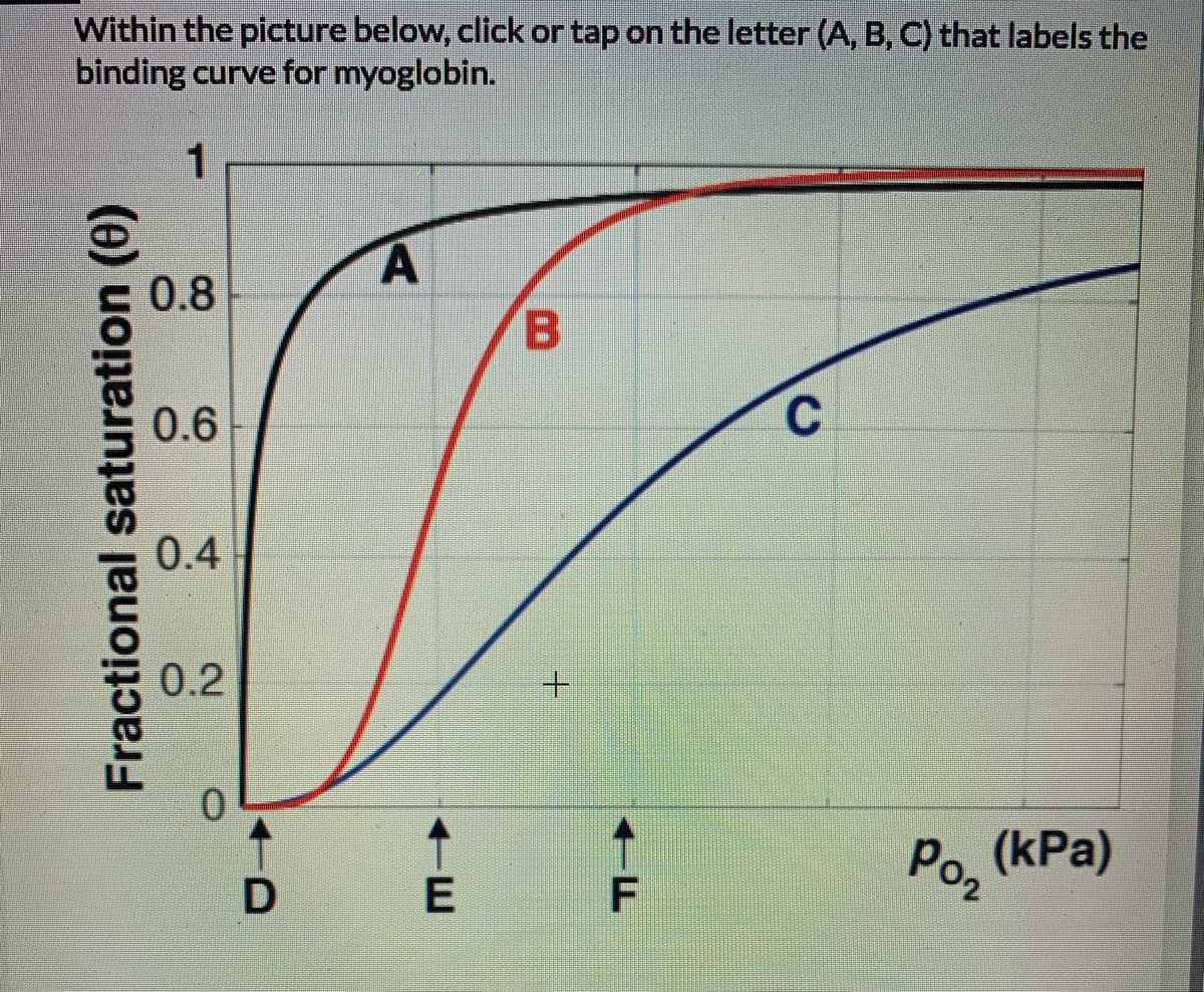 Within the picture below, click or tap on the letter (A, B, C) that labels the
binding curve for myoglobin.
0.8
0.6
0.4
0.2
Po, (kPa)
D
Fractional saturation (0)
