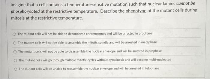 Imagine that a cell contains a temperature-sensitive mutation such that nuclear lamins cannot be
phosphorylated at the restrictive temperature. Describe the phenotype of the mutant cells during
mitosis at the restrictive temperature.
O The mutant cells will not be able to decondense chromosomes and will be arrested in prophase
O The mutant cells will not be able to assemble the mitotic spindle and will be arrested in metaphase
O The mutant cells will not be able to disassemble the nuclear envelope and will be arrested in prophase
The mutant cells will go through multiple mitotic cycles without cytokinesis and will become multi-nucleated
The mutant cells will be unable to reassemble the nuclear envelope and will be arrested in telophase
