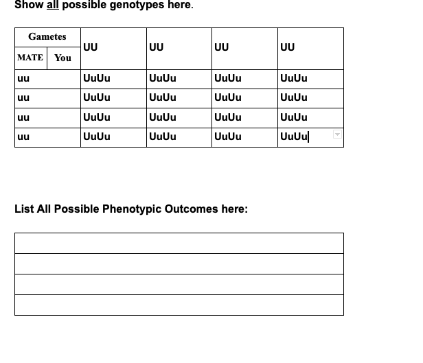 Show all possible genotypes here.
Gametes
UU
МАТЕ| You
UU
UU
UU
uu
UuUu
UuUu
UuUu
UuUu
uu
UuUu
UuUu
UuUu
UuUu
uu
UuUu
UuUu
UuUu
UuUu
UuUu
UuUu
UuUu
UuUu|
uu
List All Possible Phenotypic Outcomes here:
