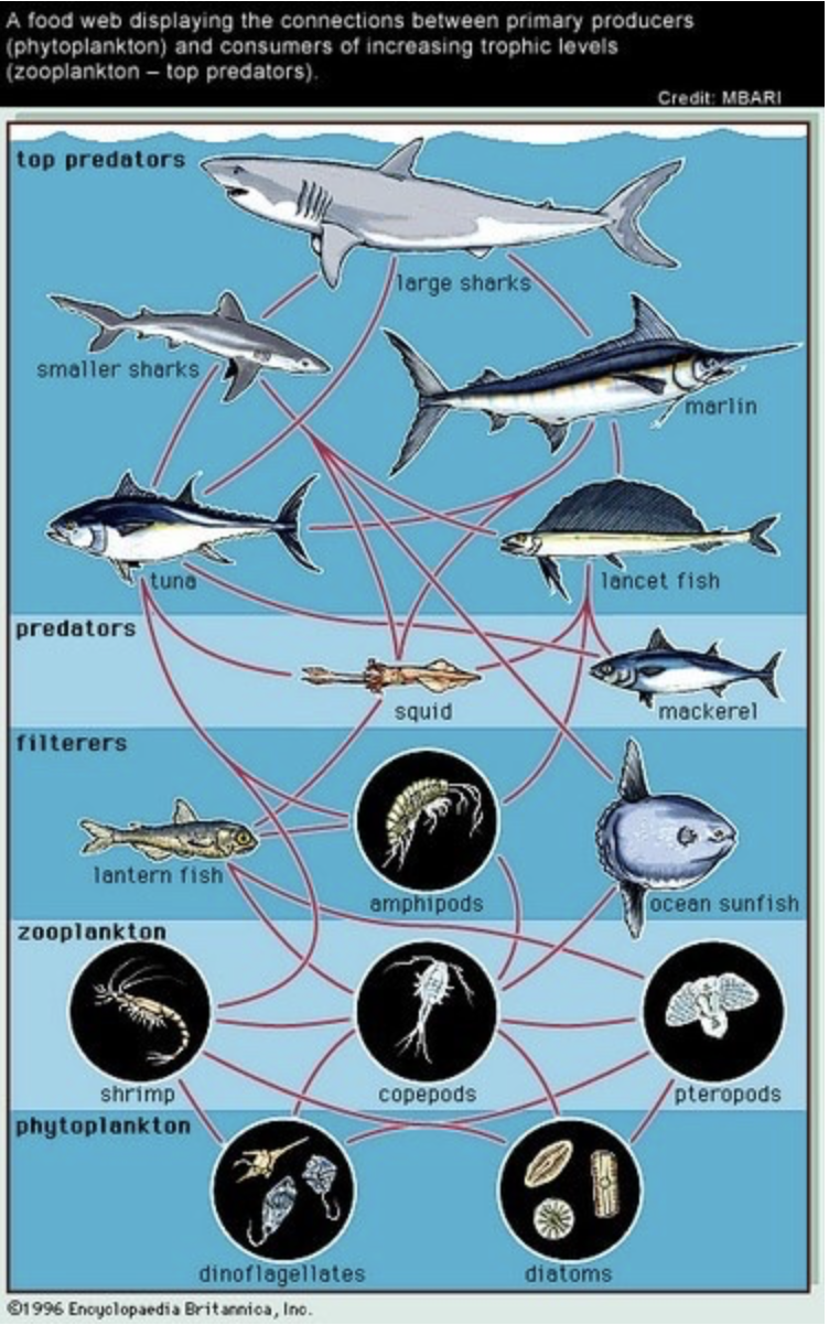 A food web displaying the connections between primary producers
(phytoplankton) and consumers of increasing trophic levels
(zooplankton – top predators).
Credit: MBARI
top predators
large sharks
smaller sharks
marlin
tuna
lancet fish
predators
squid
mackerel
filterers
lantern fish
amphipods
ocean sunfish
zooplankton
shrimp
сорероds
pteropods
phytoplankton
dinoflagellates
diatoms
01996 Encyolopaedia Britannioa, Ino.
