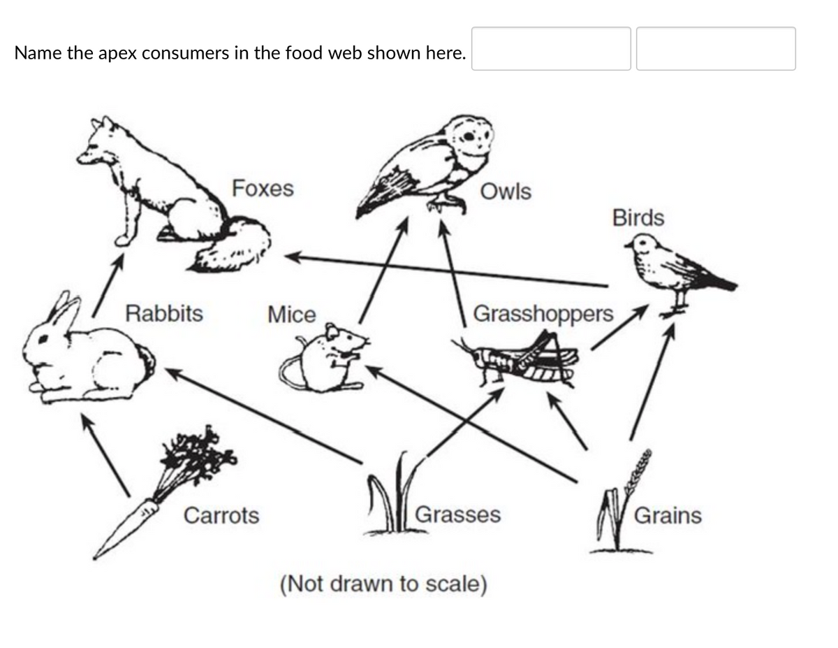 Name the apex consumers in the food web shown here.
Foxes
Owls
Birds
Rabbits
Mice
Grasshoppers
Carrots
Grasses
Grains
(Not drawn to scale)
