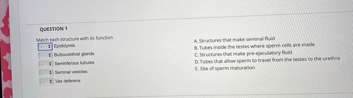 QUESTION 1
Match each structure with its function
Epididymis
A. Structures that make seminal fluid
B. Tubes inside the testes where sperm cells are made
C. Structures that make pre-ejaculatory fluid
D. Tubes that allow sperm to travel from the testes to the urethra
E. Site of sperm maturation
: Bulbourethral glands
* Seminferous tubules
: Seminal vesicles
* Vas deferens
