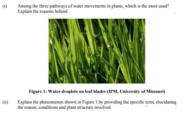 Among the three pathways of water movements in plants, which is the most used?
Explain the reasons behind.
(i)
Figure 1: Water droplets on leaf blades (IPM, University of Missouri)
Explain the phenomenon shown in Figure 1 by providing the specific term, elucidating
the reason, conditions and plant structure involved.
(ii)
