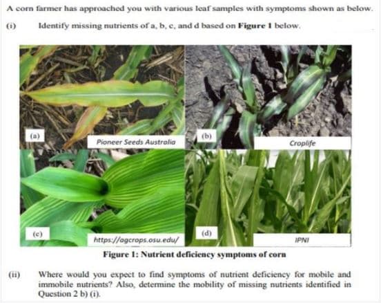 A corn farmer has approached you with various leaf samples with symptoms shown as below.
Identify missing nutrients of a, b, c, and d based on Figure 1 below.
()
(a)
(b)
Pioneer Seeds Australia
Croplife
(e)
https://agcrops.osu.edu/
(d)
IPNI
Figure 1: Nutrient deficiency symptoms of corn
(ii)
Where would you expect to find symptoms of nutrient deficiency for mobile and
immobile nutrients? Also, determine the mobility of missing nutrients identified in
Question 2 b) (1).
