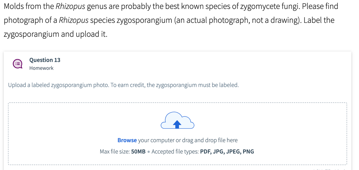 Molds from the Rhizopus genus are probably the best known species of zygomycete fungi. Please find
photograph of a Rhizopus species zygosporangium (an actual photograph, not a drawing). Label the
zygosporangium and upload it.
:=
Question 13
Homework
Upload a labeled zygosporangium photo. To earn credit, the zygosporangium must be labeled.
Browse your computer or drag and drop file here
Max file size: 50MB Accepted file types: PDF, JPG, JPEG, PNG
●