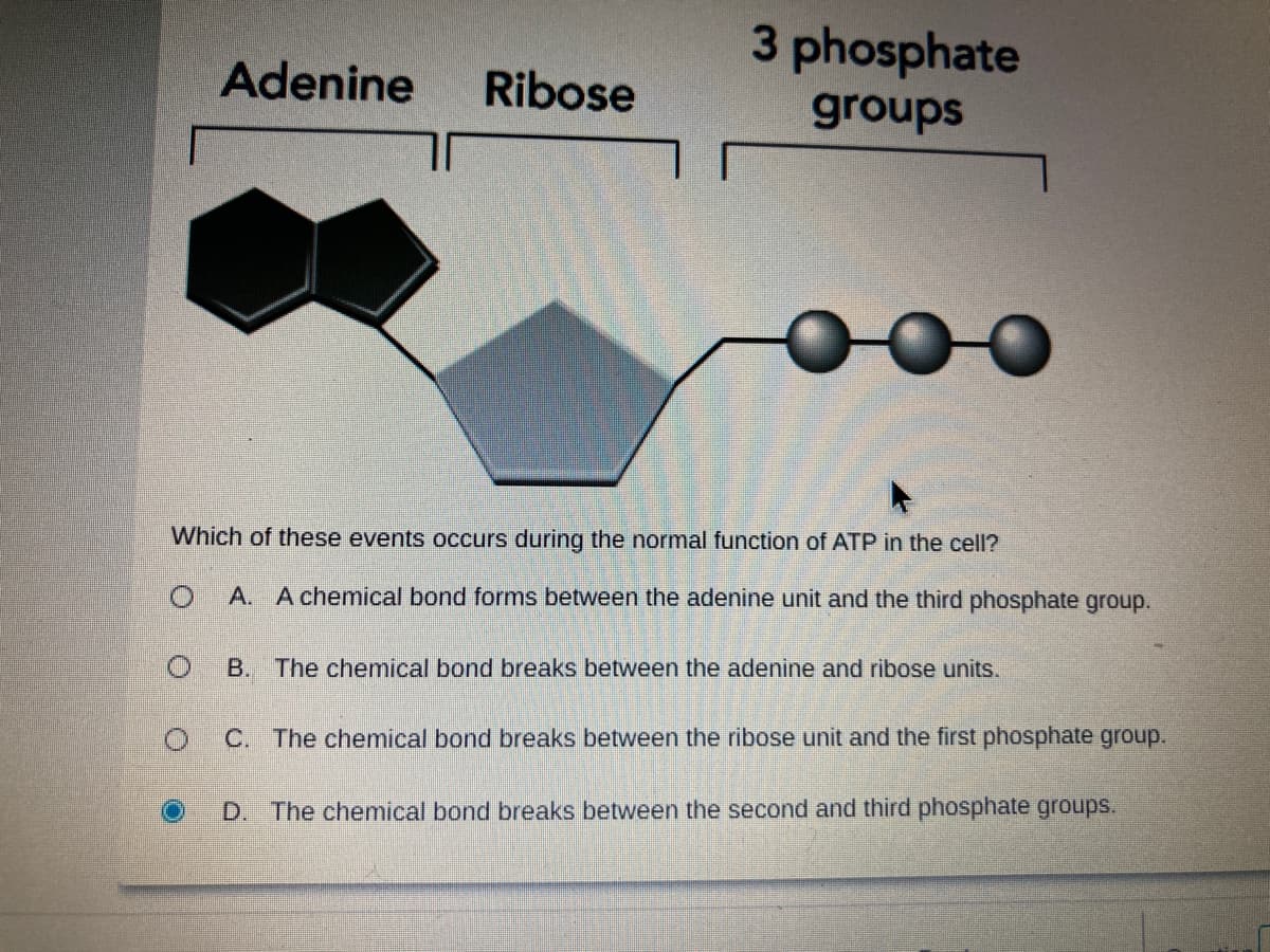 3 phosphate
Adenine
Ribose
groups
Which of these events occurs during the normal function of ATP in the cell?
A. A chemical bond forms between the adenine unit and the third phosphate group.
B. The chemical bond breaks between the adenine and ribose units.
C. The chemical bond breaks between the ribose unit and the first phosphate group.
D. The chemical bond breaks between the second and third phosphate groups.
