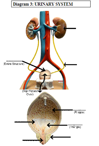 Diagram 3: URINARY SYSTEM
(Entire Structure)
(Top Flipped
(Rdgos
(Ina gle)