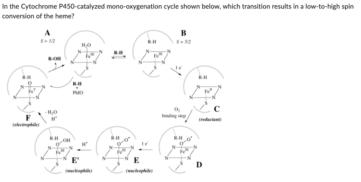 In the Cytochrome P450-catalyzed mono-oxygenation cycle shown below, which transition results in a low-to-high spin
conversion of the heme?
B
A
S = 1/2
R-H
S = 5/2
H₂O
N
R-H
R-H
N-H
Fev
F
(electrophile)
R-OH
- H₂O
R-H
OH
III
R-H
+
PhIO
H*
E'
(nucleophile)
N
R-H
Felll
E
(nucleophile)
Fell
0₂
binding step
R-H
Fe
S
R-H
Fell
C
(reductant)
D