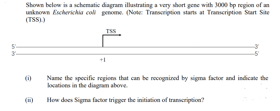 in m
5'-
3'-
Shown below is a schematic diagram illustrating a very short gene with 3000 bp region of an
unknown Escherichia coli genome. (Note: Transcription starts at Transcription Start Site
(TSS).)
TSS
-3'
-5'
+1
(i)
Name the specific regions that can be recognized by sigma factor and indicate the
locations in the diagram above.
(ii)
How does Sigma factor trigger the initiation of transcription?