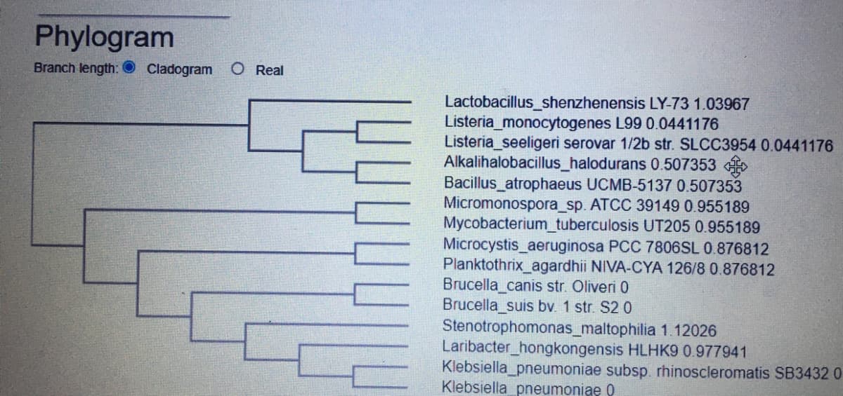Phylogram
Branch length: Cladogram O Real
Lactobacillus_shenzhenensis LY-73 1.03967
Listeria monocytogenes L99 0.0441176
Listeria_seeligeri serovar 1/2b str. SLCC3954 0.0441176
Alkalihalobacillus_halodurans 0.507353
Bacillus atrophaeus UCMB-5137 0.507353
Micromonospora_sp. ATCC 39149 0.955189
Mycobacterium tuberculosis UT205 0.955189
Microcystis aeruginosa PCC 7806SL 0.876812
Planktothrix_agardhii NIVA-CYA 126/8 0.876812
Brucella_canis str. Oliveri 0
Brucella_suis bv. 1 str. S20
Stenotrophomonas_maltophilia 1.12026
Laribacter_hongkongensis HLHK9 0.977941
Klebsiella pneumoniae subsp. rhinoscleromatis SB3432 0
Klebsiella pneumoniae