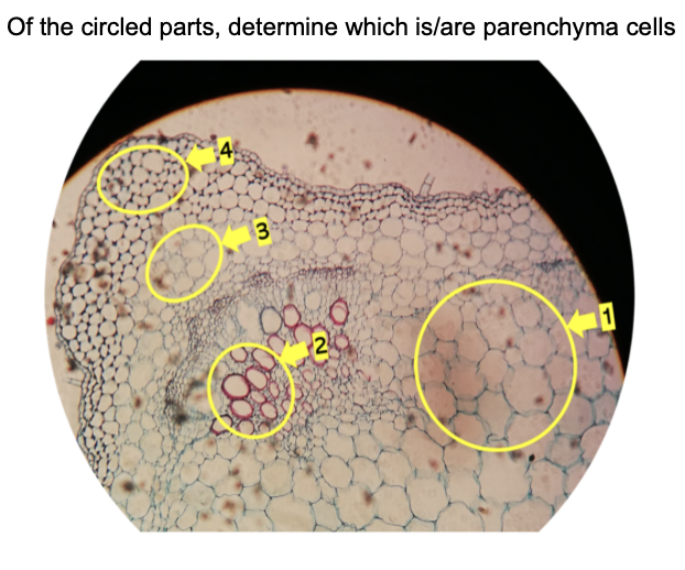 Of the circled parts, determine which is/are parenchyma cells
3
2
