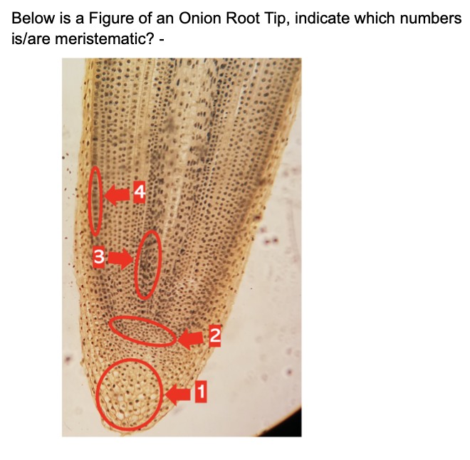 Below is a Figure of an Onion Root Tip, indicate which numbers
is/are meristematic? -
4
3
1
