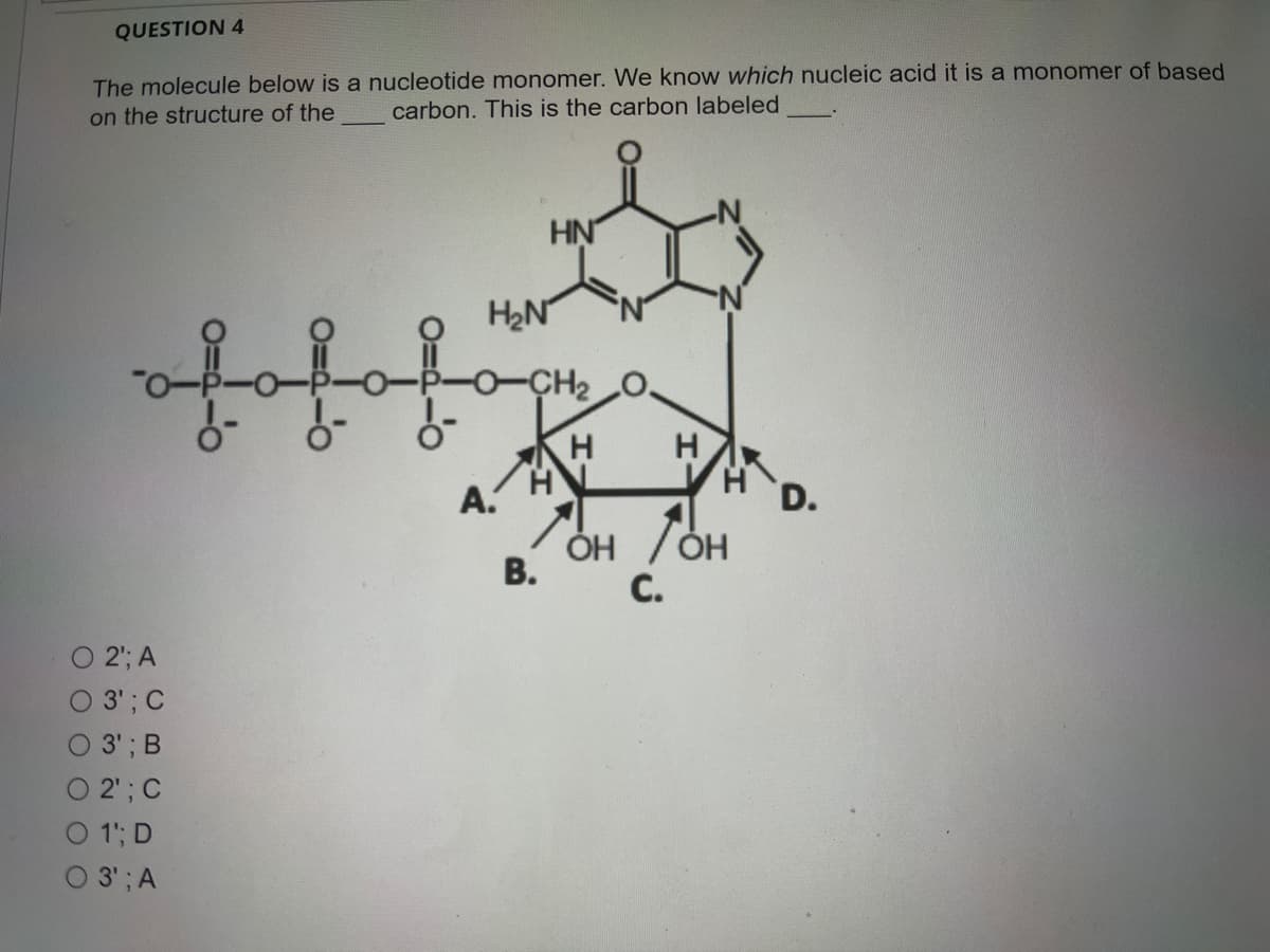 QUESTION 4
The molecule below is a nucleotide monomer. We know which nucleic acid it is a monomer of based
on the structure of the
carbon. This is the carbon labeled
HN
H2N
O-CH2O.
A.
D.
В.
C.
O 2'; A
O 3'; C
O 3'; B
O 2'; C
O 1; D
O 3'; A
