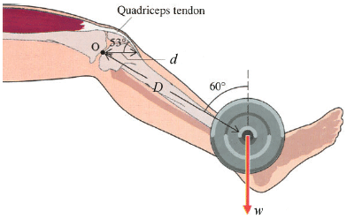 Quadriceps tendon
o 53
d
60°
