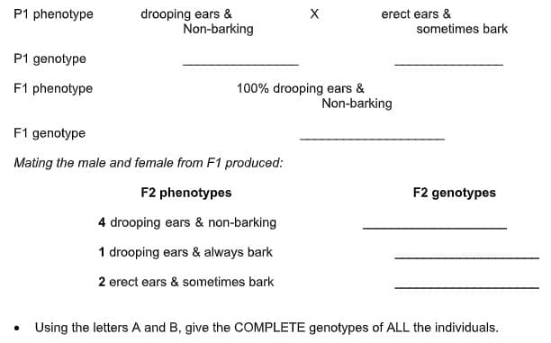 P1 phenotype
drooping ears &
Non-barking
X
erect ears &
sometimes bark
P1 genotype
F1 phenotype
100% drooping ears &
Non-barking
F1 genotype
Mating the male and female from F1 produced:
F2 phenotypes
F2 genotypes
4 drooping ears & non-barking
1 drooping ears & always bark
2 erect ears & sometimes bark
Using the letters A and B, give the COMPLETE genotypes of ALL the individuals.
