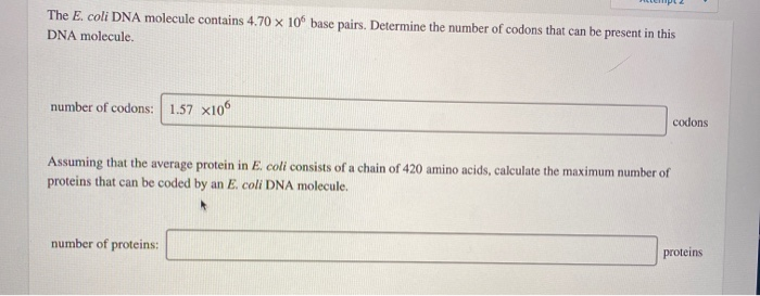 The E. coli DNA molecule contains 4.70 x 105 base pairs. Determine the number of codons that can be present in this
DNA molecule.
number of codons: 1.57 x106
codons
Assuming that the average protein in E. coli consists of a chain of 420 amino acids, calculate the maximum number of
proteins that can be coded by an E. coli DNA molecule.
number of proteins:
proteins