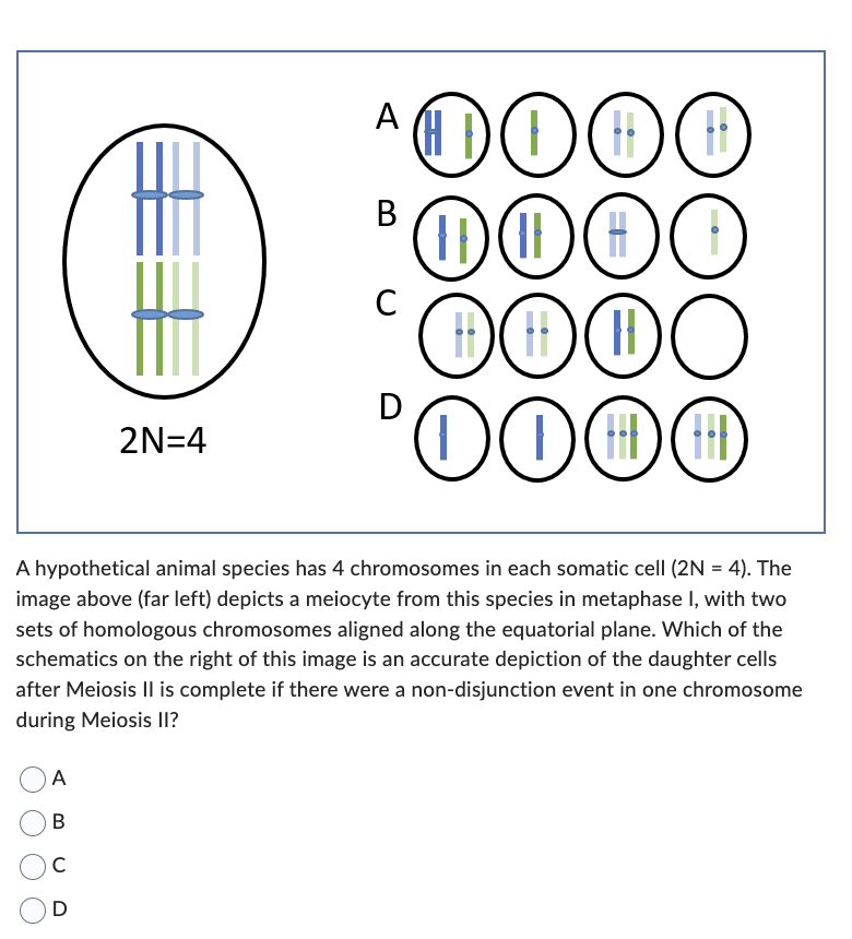2N=4
A
B
с
D
A
B
U
с
D
DOO
0000
H DOOO
00 H
ii
(HD)
A hypothetical animal species has 4 chromosomes in each somatic cell (2N = 4). The
image above (far left) depicts a meiocyte from this species in metaphase I, with two
sets of homologous chromosomes aligned along the equatorial plane. Which of the
schematics on the right of this image is an accurate depiction of the daughter cells
after Meiosis II is complete if there were a non-disjunction event in one chromosome
during Meiosis II?