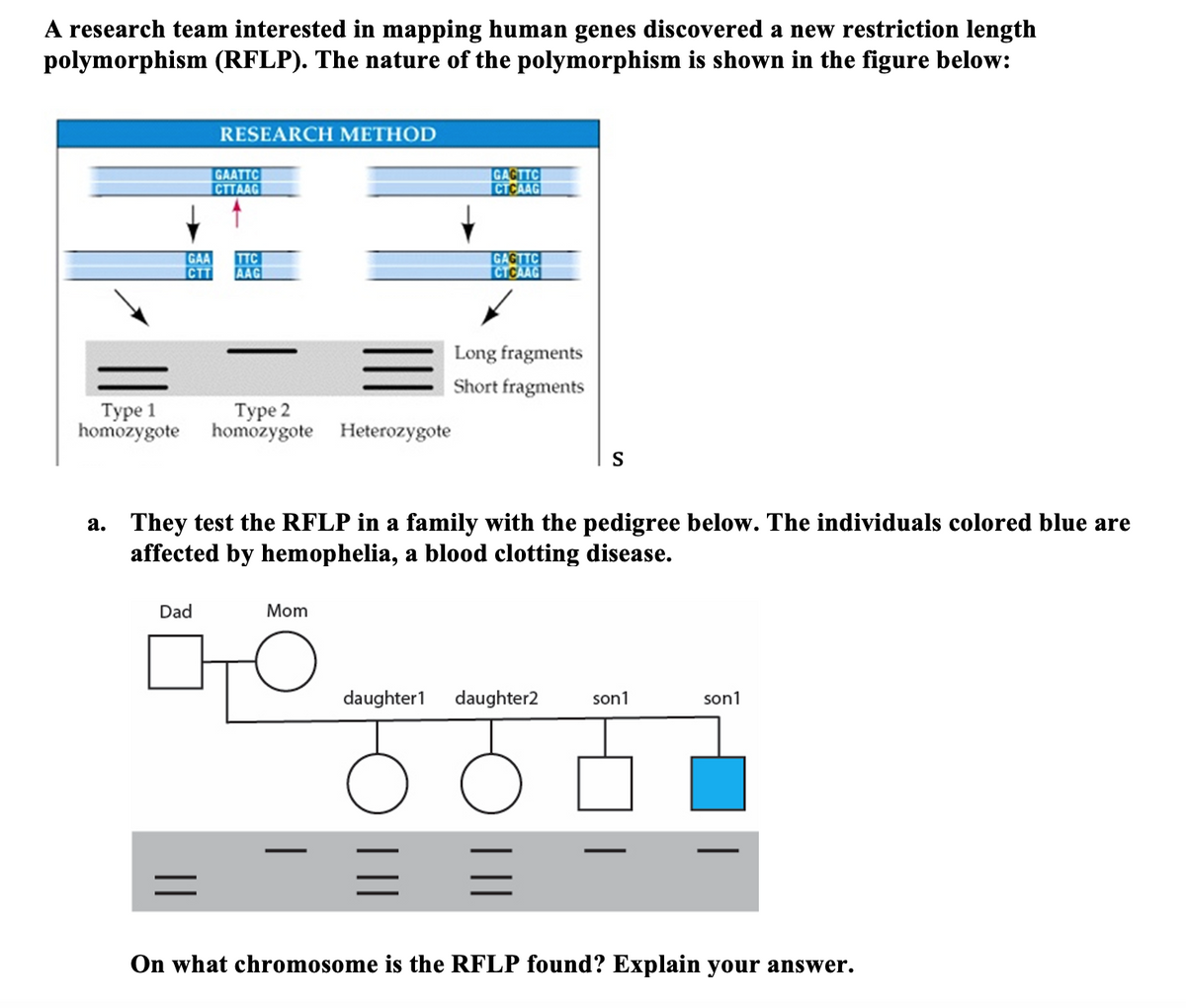 A research team interested in mapping human genes discovered a new restriction length
polymorphism (RFLP). The nature of the polymorphism is shown in the figure below:
RESEARCH METHOD
GAATTC
CTTAAG
GAGTTC
CTCAAG
GAA
TTC
CTT
AAG
GAGTTC
CTCAAG
Long fragments
Short fragments
Туре 1
homozygote
Туре 2
homozygote Heterozygote
S
a. They test the RFLP in a family with the pedigree below. The individuals colored blue are
affected by hemophelia, a blood clotting disease.
Dad
Mom
daughter1
daughter2
son1
son1
On what chromosome is the RFLP found? Explain your answer.
