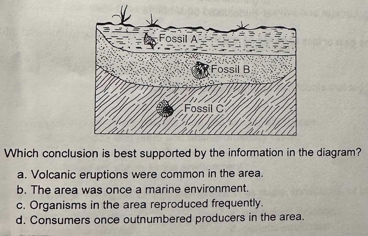 Fossil A
Fossil B
Fossil C
Which conclusion is best supported by the information in the diagram?
a. Volcanic eruptions were common in the area.
b. The area was once a marine environment.
c. Organisms in the area reproduced frequently.
d. Consumers once outnumbered producers in the area.