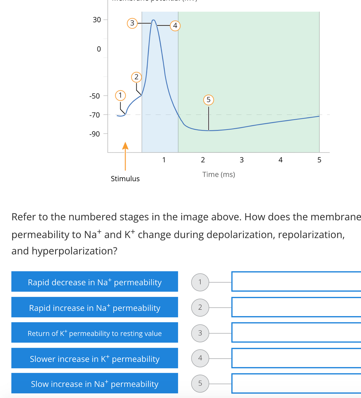 30
0
-50
-70
-90
3
4
1
2
4
5
Time (ms)
Stimulus
Refer to the numbered stages in the image above. How does the membrane
permeability to Na+ and K* change during depolarization, repolarization,
and hyperpolarization?
Rapid decrease in Na* permeability
Rapid increase in Na* permeability
2
Return of K* permeability to resting value
Slower increase in K+ permeability
Slow increase in Na* permeability
3
4
5
3