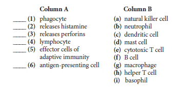 Column A
Column B
(1) phagocyte
(2) releases histamine
(3) releases perforins
(4) lymphocyte
(5) effector cells of
adaptive immunity
(6) antigen-presenting cell
(a) natural killer cell
(b) neutrophil
(c) dendritic cell
(d) mast cell
(e) cytotoxic T cell
(f) B cell
(g) macrophage
(h) helper T cell
(i) basophil
