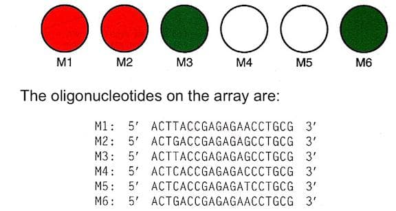 M1
M2
M3
M4
M5
M6
The oligonucleotides on the array are:
M1: 5' ACTTACCGAGAGAACCTGCG 3'
M2: 5' ACTGACCGAGAGAGCCTGCG 3'
M3: 5' ACTTACCGAGAGAGCCTGCG 3'
M4: 5' ACTCACCGAGAGACCCTGCG 3'
M5: 5' ACTCACCGAGAGATCCTGCG 3'
M6: 5' ACTGACCGAGAGAACCTGCG 3'
