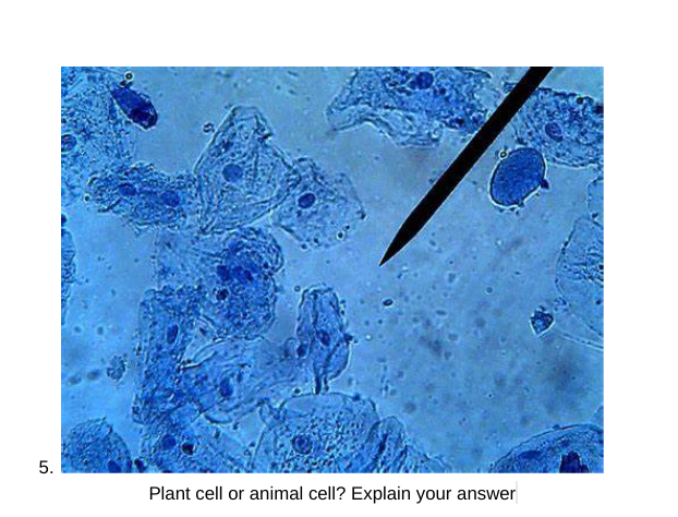5.
Plant cell or animal cell? Explain your answer

