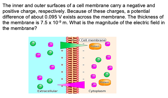 The inner and outer surfaces of a cell membrane carry a negative and
positive charge, respectively. Because of these charges, a potential
difference of about 0.095 V exists across the membrane. The thickness of
the membrane is 7.5 x 10-9 m. What is the magnitude of the electric field in
the membrane?
Cell membrane
Protein
CI
CI
Protein
CI
EB
Extracellular
Cytoplasm
