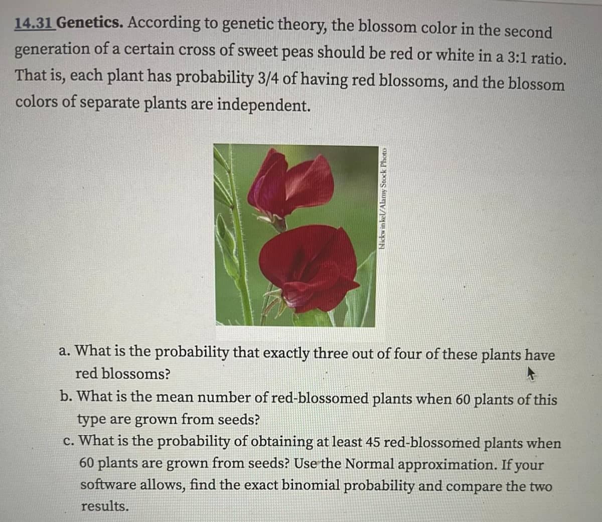 14.31 Genetics. According to genetic theory, the blossom color in the second
generation of a certain cross of sweet peas should be red or white in a 3:1 ratio.
That is, each plant has probability 3/4 of having red blossoms, and the blossom
colors of separate plants are independent.
blickwinkel/Alamy Stock Photo
a. What is the probability that exactly three out of four of these plants have
red blossoms?
b. What is the mean number of red-blossomed plants when 60 plants of this
type are grown from seeds?
c. What is the probability of obtaining at least 45 red-blossomed plants when
60 plants are grown from seeds? Use the Normal approximation. If your
software allows, find the exact binomial probability and compare the two
results.