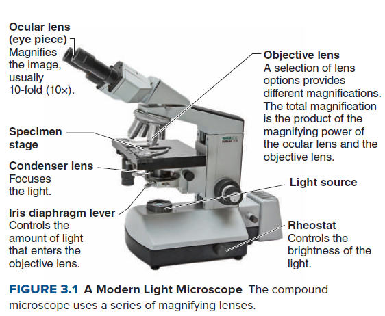 Ocular lens
(eye piece) 7
Magnifies
the image,
usually
10-fold (10x).
- Objective lens
A selection of lens
options provides
different magnifications.
The total magnification
is the product of the
magnifying power of
the ocular lens and the
Specimen
stage
objective lens.
Condenser lens
Focuses
Light source
the light.
Iris diaphragm lever
Controls the
amount of light
that enters the
Rheostat
Controls the
brightness of the
light.
objective lens.
FIGURE 3.1 A Modern Light Microscope The compound
microscope uses a series of magnifying lenses.

