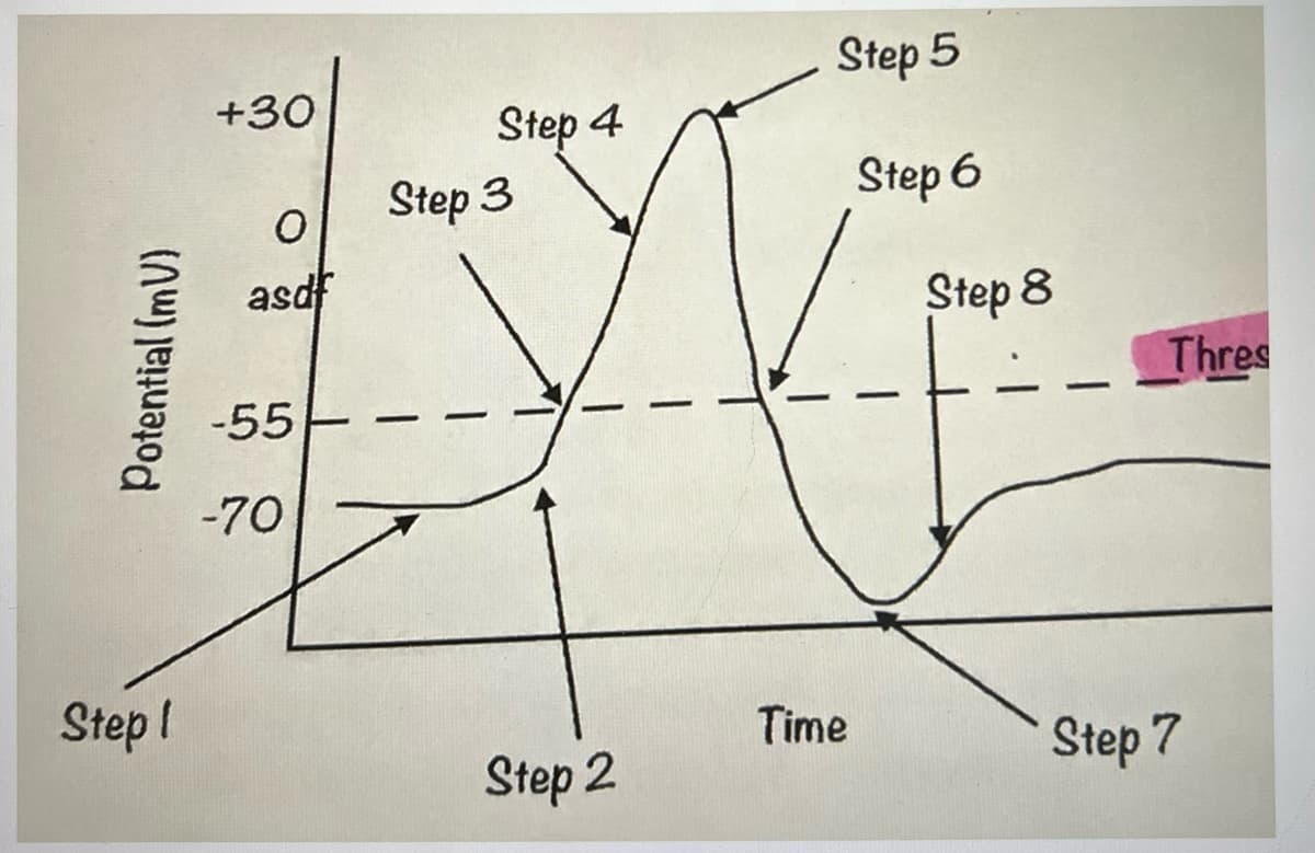 Step 5
+30
Step 4
Step 3
Step 6
asd
Step 8
Thres
-55
-70
Step !
Time
Step 2
Step 7
Potential (mU)
