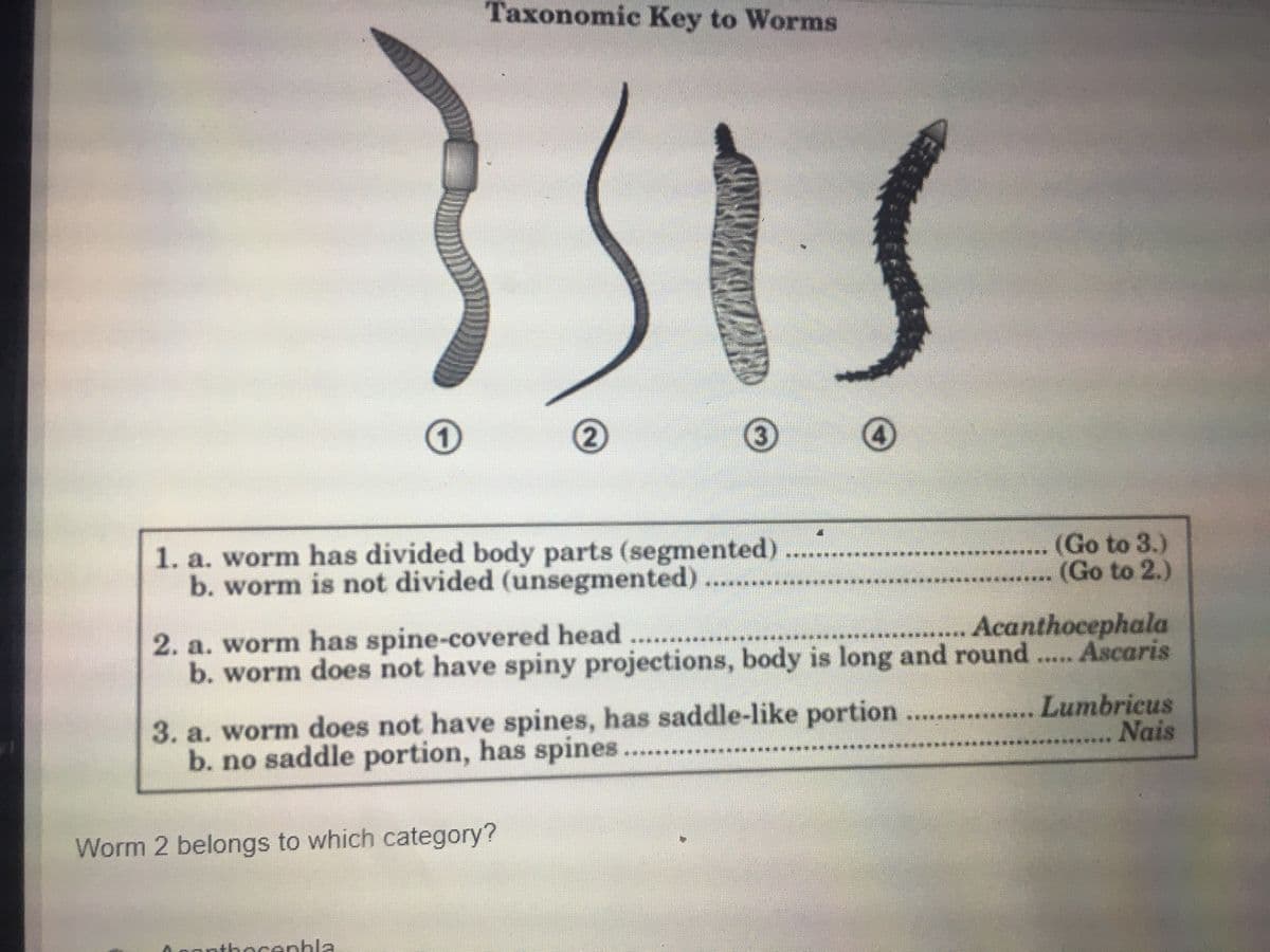 Taxonomic Key to Worms
1. a. worm has divided body parts (segmented)
b. worm is not divided (unsegmented)...
(Go to 3.)
(Go to 2.)
Acanthocephala
2. a. worm has spine-covered head
b. worm does not have spiny projections, body is long and round .... Ascaris
3. a. worm does not have spines, has saddle-like portion
b. no saddle portion, has spines
Lumbricus
Nais
Worm 2 belongs to which category?
pantho cenhla
תוונ(ו.
