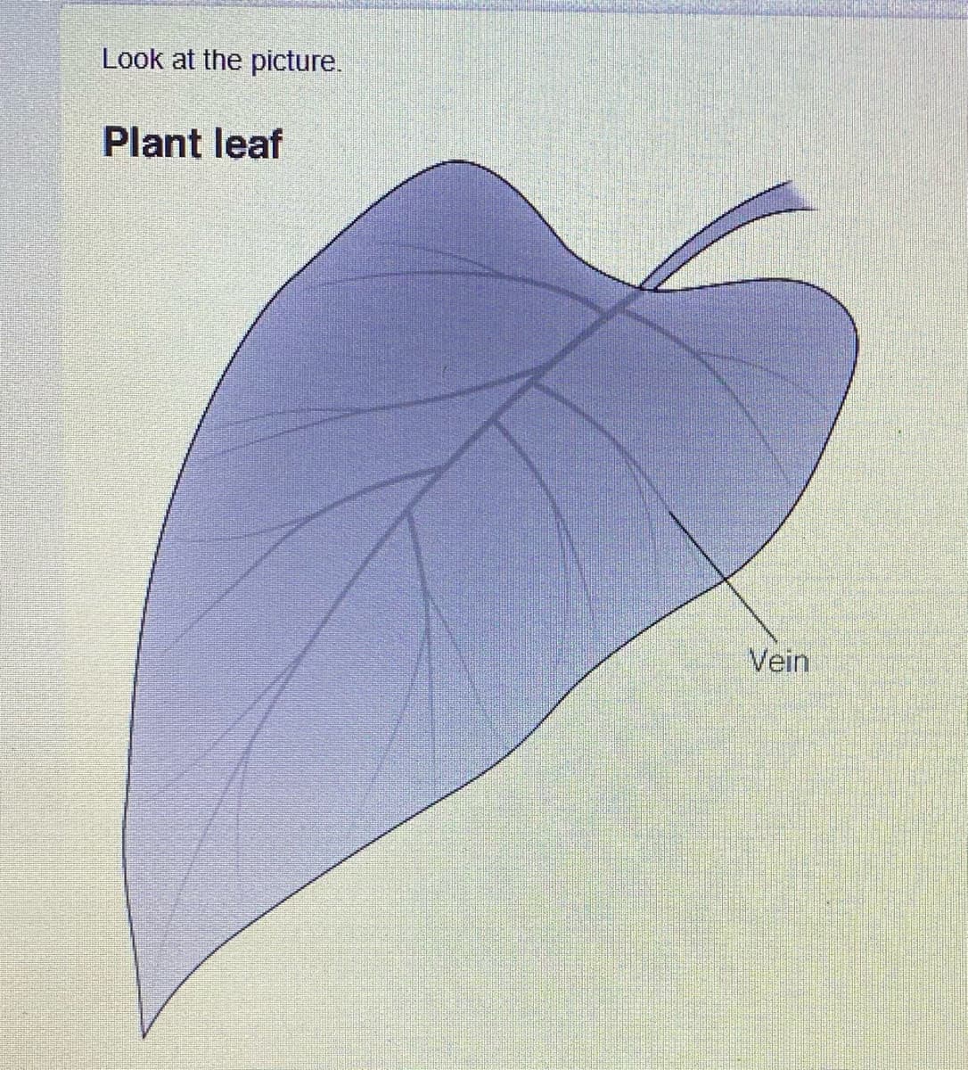 Look at the picture.
Plant leaf
Vein
