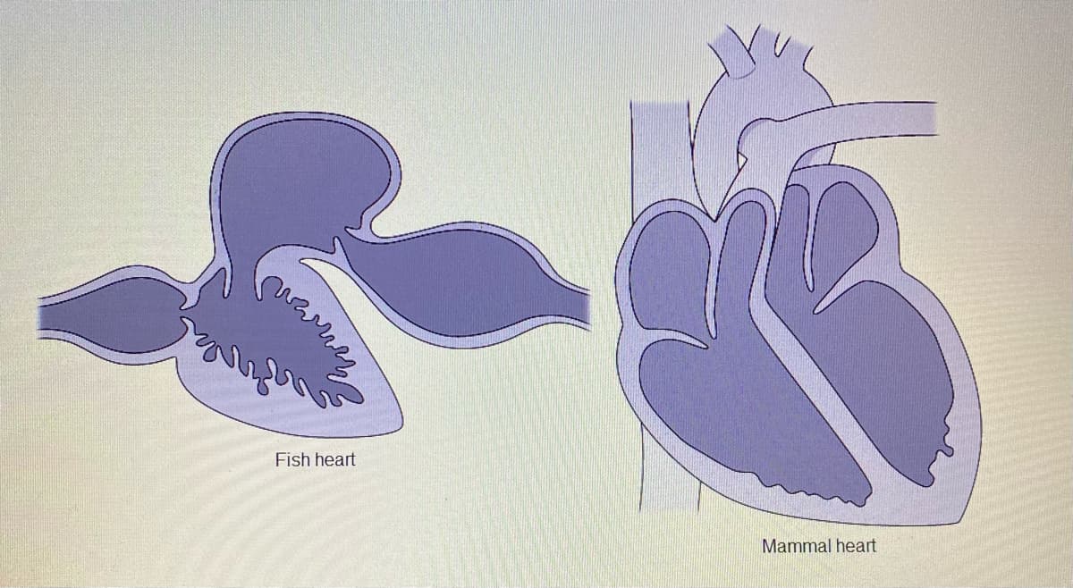 Fish heart
Mammal heart
