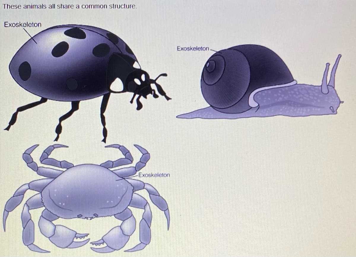 These animals all share a common structure.
Exoskeleton
Exoskeleton
Exoskeleton
