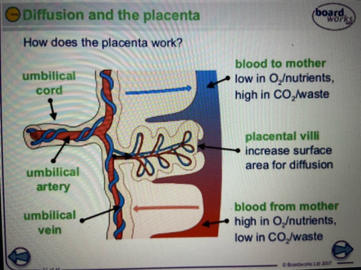 Diffusion and the placenta
(board,
works
How does the placenta work?
umbilical
cord
blood to mother
low in O,/nutrients,
high in CO,waste
placental villi
increase surface
area for diffusion
umbilical
artery
blood from mother
high in O,/nutrients,
low in CO,/waste
umbilical
vein
Boadears Le 2007
