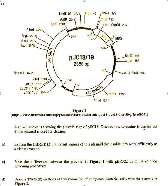 a)
Eco01091 20/4 Plai 48
PaTAPI 179
Aatl 2617
el 183
Sepl 250
El:1, SspDl 235
Pdmi 2234
Begl 2215
2486
MCS
Scal 2177
Tsol 2108
BSAXI 659
PUC18/19
2686 bp
al 683
NmeAl 1822
Al, Pscl s06
Gsul 1/84.
Ctriol 1/9
rep tpMB1)
Cail 1217
Eco311 166.
Eam105! 16-1
Psp-i 1110
Figure 1
(https://www.fishersel.com/shop/products/thermo-scientific-puc18-pue19-dna-50-g/fersd0G51)
Figure I above is showing the plasmid map of PUCI8. Discuss how screening is carried out
if this plasmid is used for cloning.
Explain the THREE (3) important regions of this plasmid that enable it to work efficiently as
a cloning vector?
b)
State the differences between the plasmid in Figure 1 with PBR322 in terms of their
screening procedures.
c)
Discuss TWO (2) methods of transformation of competent bacterial cells with the plasmid in
Figure 1.
d)
bla (Ap)

