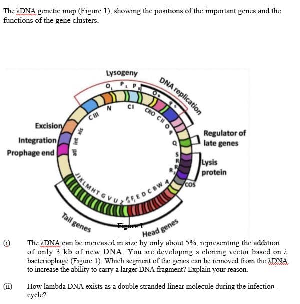 The ADNA genetic map (Figure 1), showing the positions of the important genes and the
functions of the gene clusters.
Lysogeny
DNA replication
CI
CRO CHO
CII
Regulator of
late genes
Excision/
Integration
Prophage end
Lysis
protein
JIKLMHT
EFEDCBWA
sVU
cos
Tail genes
Figtre
The DNA can be increased in size by only about 5%, representing the addition
of only 3 kb of new DNA. You are developing a cloning vector based on i
bacteriophage (Figure 1). Which segment of the genes can be removed from the DNA
to increase the ability to carry a larger DNA fragment? Explain your reason.
Head genes
How lambda DNA exists as a double stranded linear molecule during the infection
cycle?
Spx su pe
