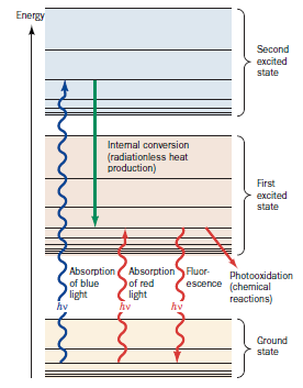 Energy
Second
excited
state
Intemal conversion
(radiationless heat
production)
First
excited
state
Absorption (Absorption Fluor-
of blue
light
hv
Photooxidation
escence (chemical
of red
light
hv
reactions)
hv
Ground
state
