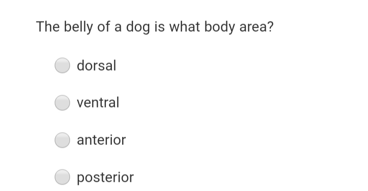 The belly of a dog is what body area?
dorsal
ventral
anterior
posterior
