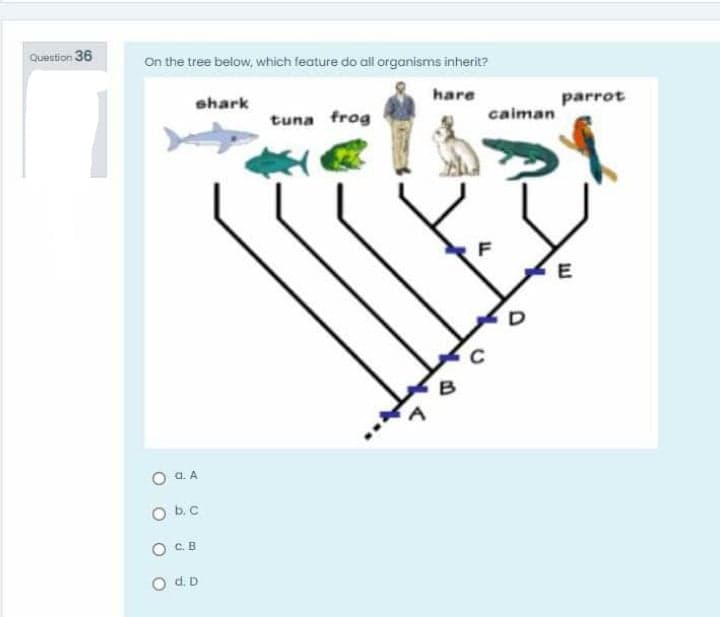 Question 36
On the tree below, which feature do all organisms inherit?
shark
hare
parrot
tuna frog
caiman
E
O a. A
O b.c
O C.B
O d. D

