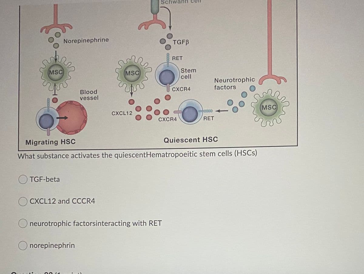 Schwa
Norepinephrine
TGFB
RET
MSC
(MSC
Stem
cell
Neurotrophic
CXCR4
factors
Blood
vessel
MSC
CXCL12
CXCR4
RET
Quiescent HSC
Migrating HSSC
What substance activates the quiescentHematropoeitic stem cells (HSCS)
TGF-beta
CXCL12 and CCCR4
neurotrophic factorsinteracting with RET
norepinephrin
