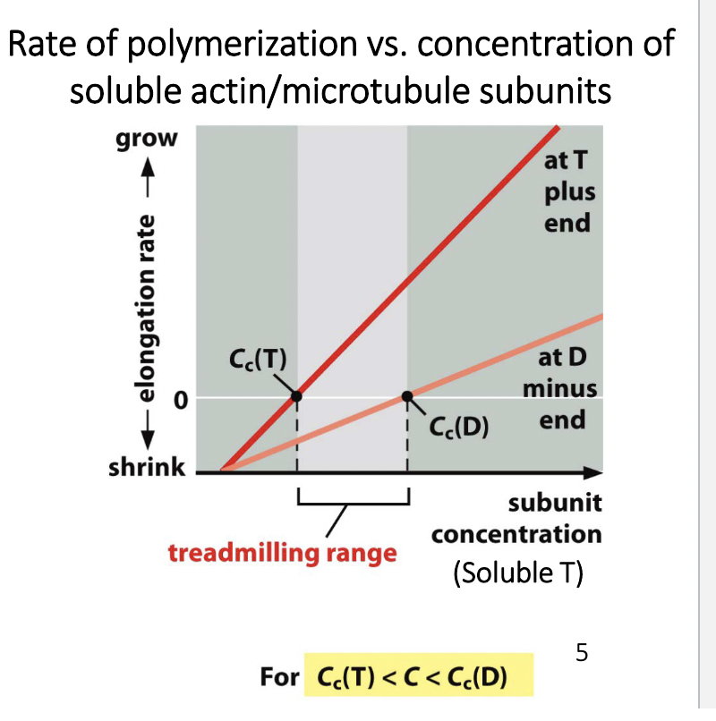 Rate of polymerization vs. concentration of
soluble actin/microtubule subunits
grow
- elongation rate
shrink
Cc(T)
treadmilling range
CC(D)
at T
plus
end
For Cc(T) <C<Cc(D)
at D
minus
end
subunit
concentration
(Soluble T)
5